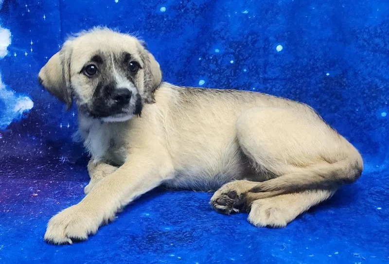 Sunflower thumbnail 2