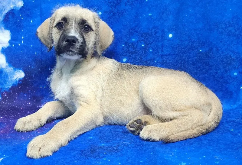 Sunflower thumbnail 3