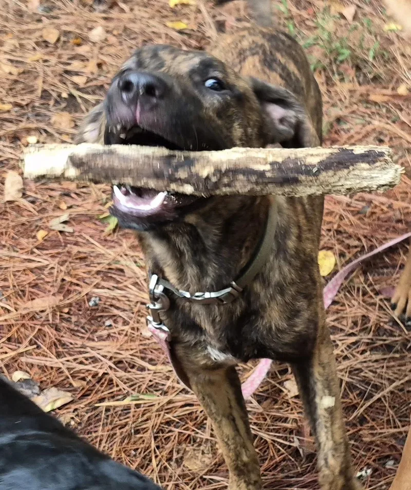 A young medium-sized male Brindle Hound dog named Moose for adoption in Water Valley, MS