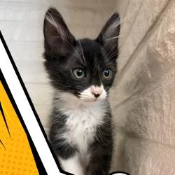 Alfred thumbnail 3