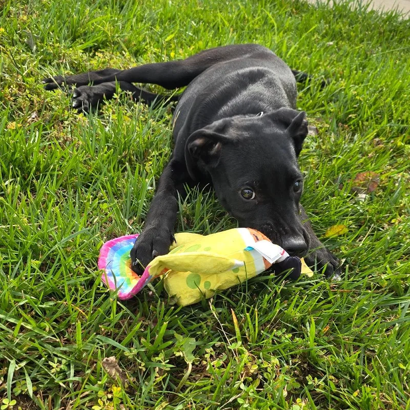 Slytherin thumbnail 2