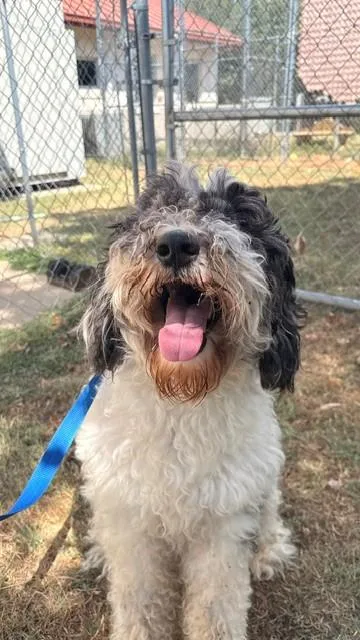 An adult medium-sized male White / Cream Poodle dog named Farkle for adoption in Fayetteville, AR