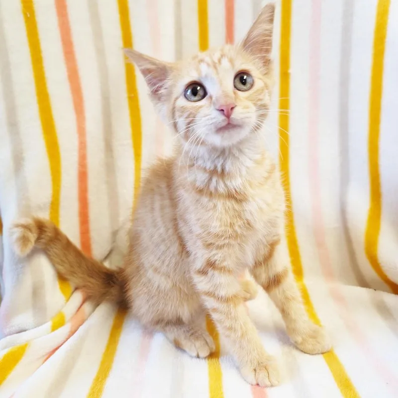 A baby small-sized female Orange / Red Domestic Short Hair cat named Gentry for adoption in Mount Juliet, TN