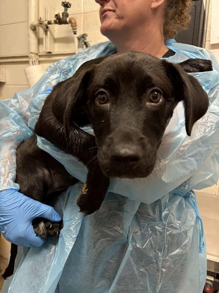 A young small-sized female Black Mixed Breed dog named Firefly for adoption in Fruit Heights, UT