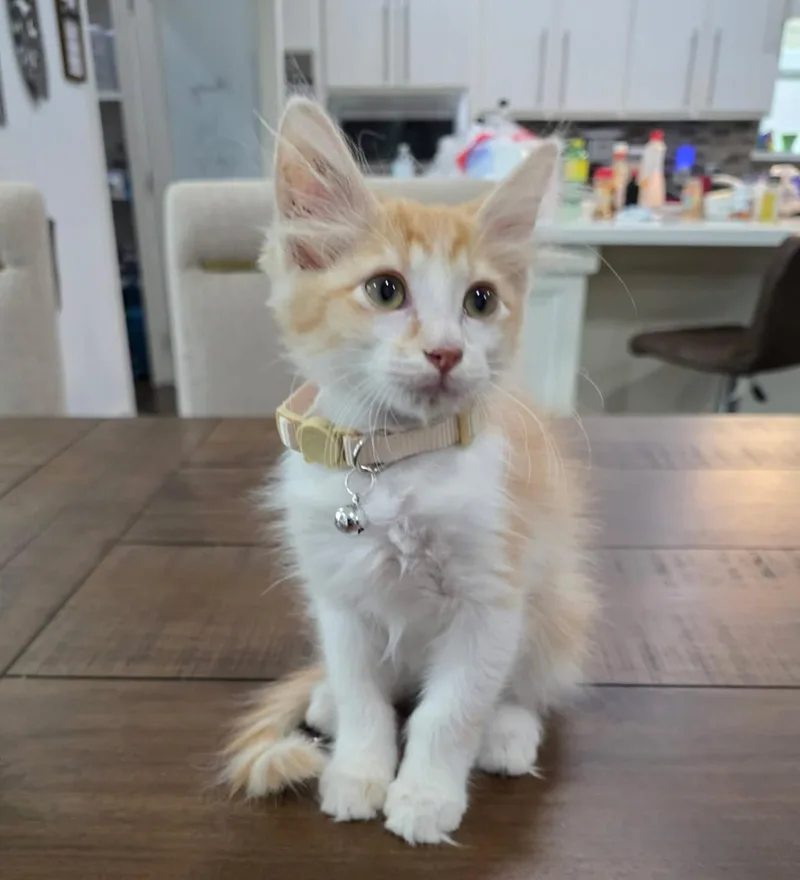 A baby large-sized male Orange & White Domestic Long Hair cat named Piglet for adoption in Gregory, TX