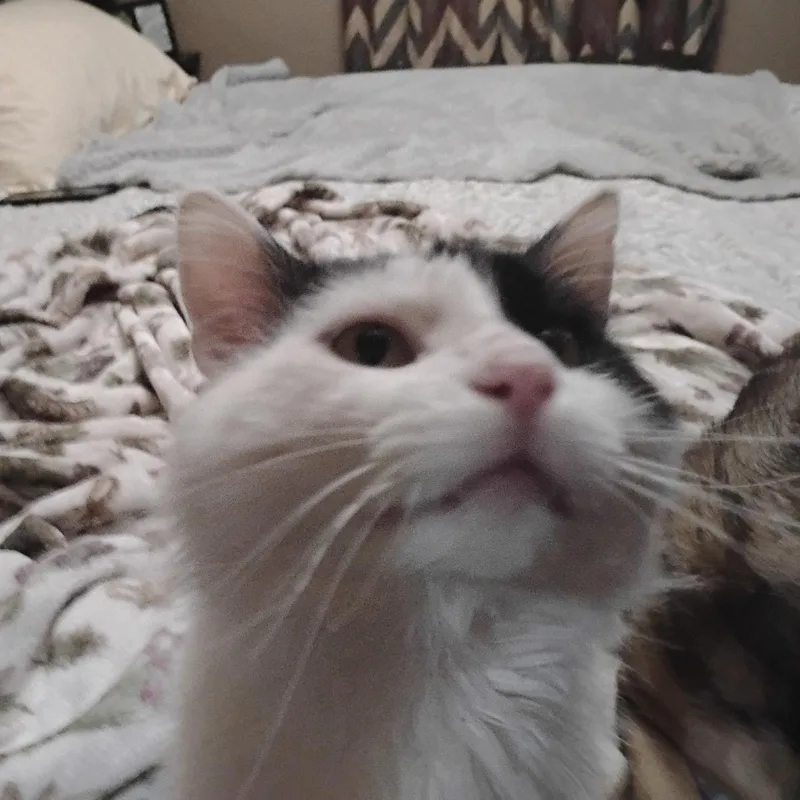 A young medium-sized male Black & White / Tuxedo Domestic Short Hair cat named Moo for adoption in Johnson City, TN