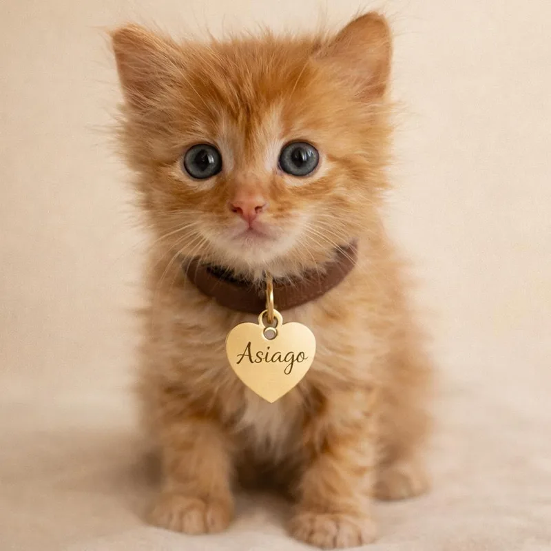 A baby small-sized female Orange / Red Domestic Short Hair cat named Asiago for adoption in Hannibal, MO