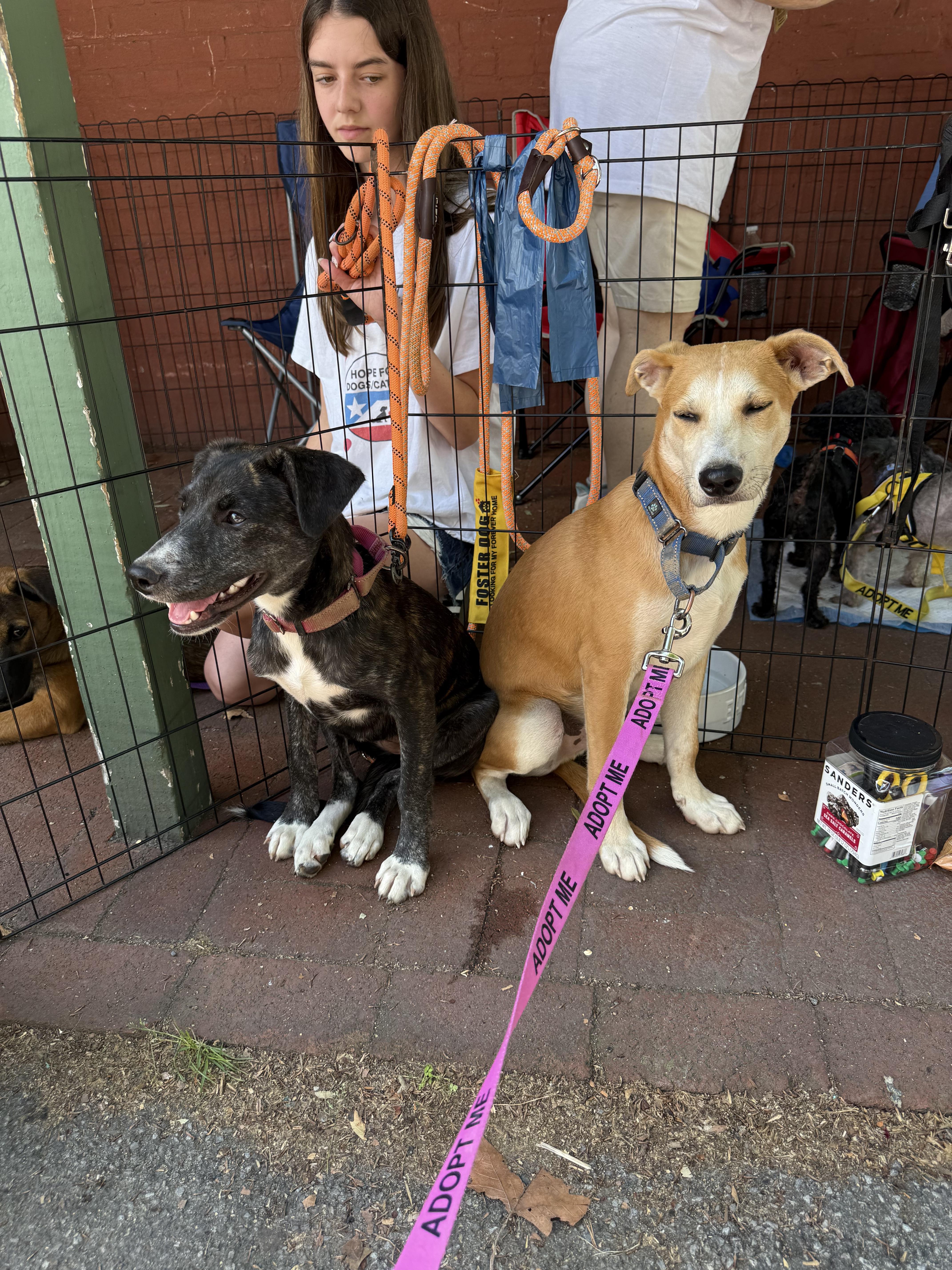 A young medium-sized male Yellow Labrador Retriever dog named Archie for adoption in Pleasant Valley, NY