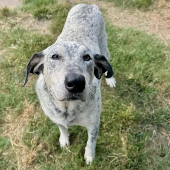 An adult large-sized male German Wirehaired Pointer dog named Tony for adoption in Houston, TX
