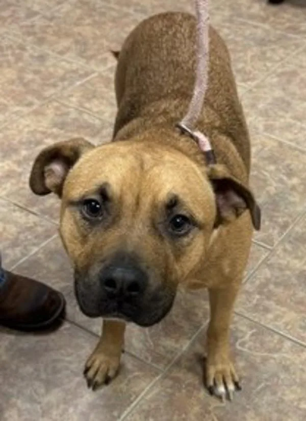 A young medium-sized male Pit Bull Terrier dog named Zipper for adoption in Littleton, CO