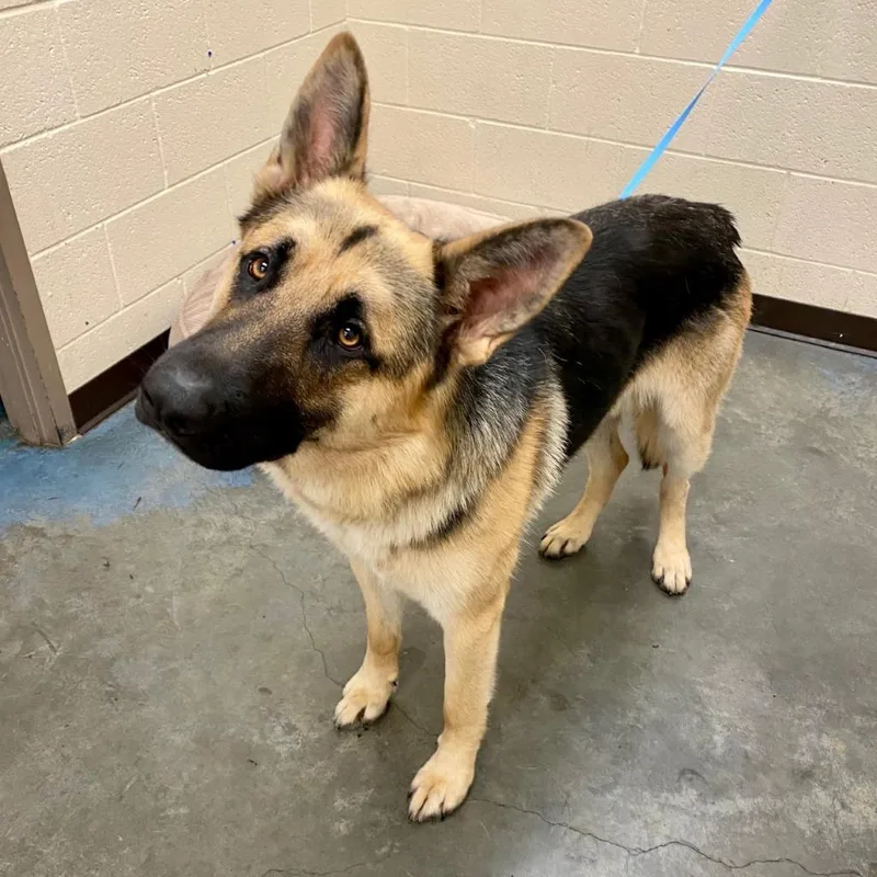 A senior large-sized male Black Mixed Breed dog named Mack for adoption in Memphis, TN