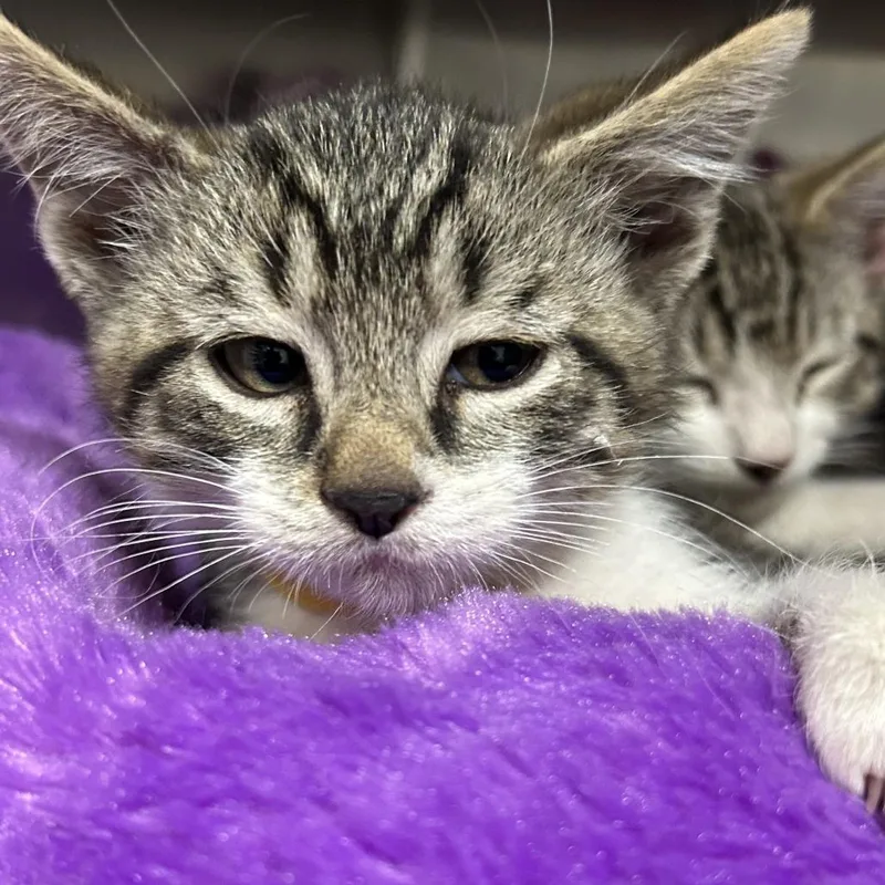 A baby small-sized male Brown / Chocolate Domestic Short Hair cat named Ostrich for adoption in Taos, NM