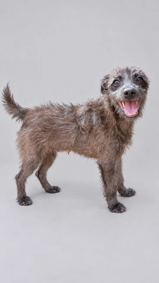 A baby small-sized female Mixed Breed dog named Olive for adoption in Monticello, MN