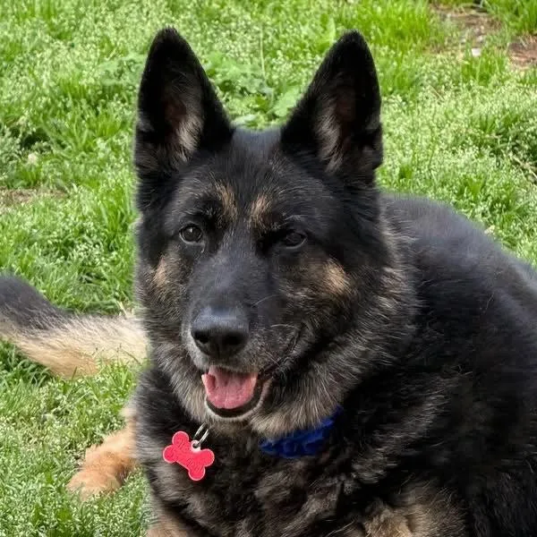 Gretchen