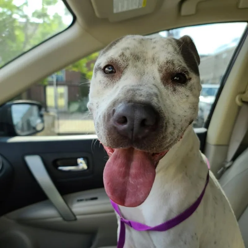 An adult medium-sized female White / Cream Pit Bull Terrier dog named Agnes for adoption in Wichita, KS