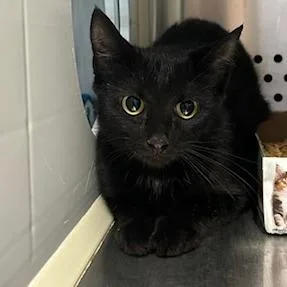 An adult medium-sized female Black Domestic Short Hair cat named Flour for adoption in Knoxville, TN