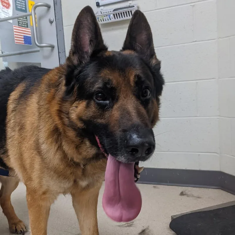 Kaiser