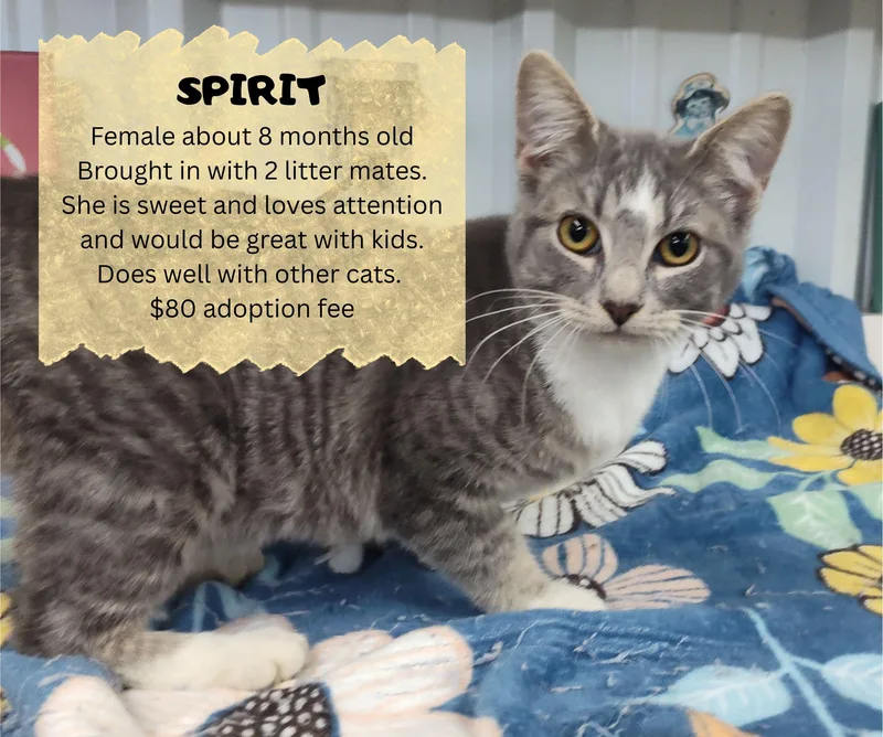 A young medium-sized female Tabby cat named Spirit for adoption in Claremore, OK