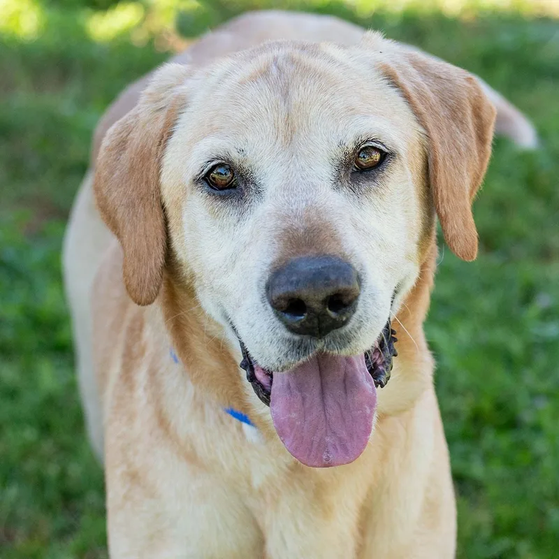 An adult medium-sized male Apricot / Beige Yellow Labrador Retriever dog named Mojo for adoption in Elverta, CA