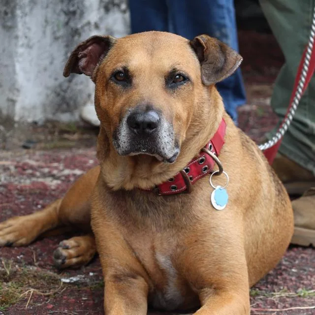 An adult large-sized male Mixed Breed dog named Zeus for adoption in Columbia, SC