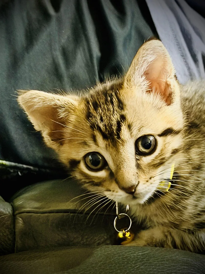 Elvis thumbnail 2