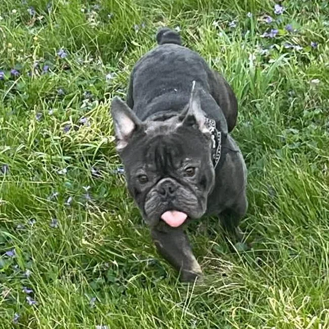 Pork Chop