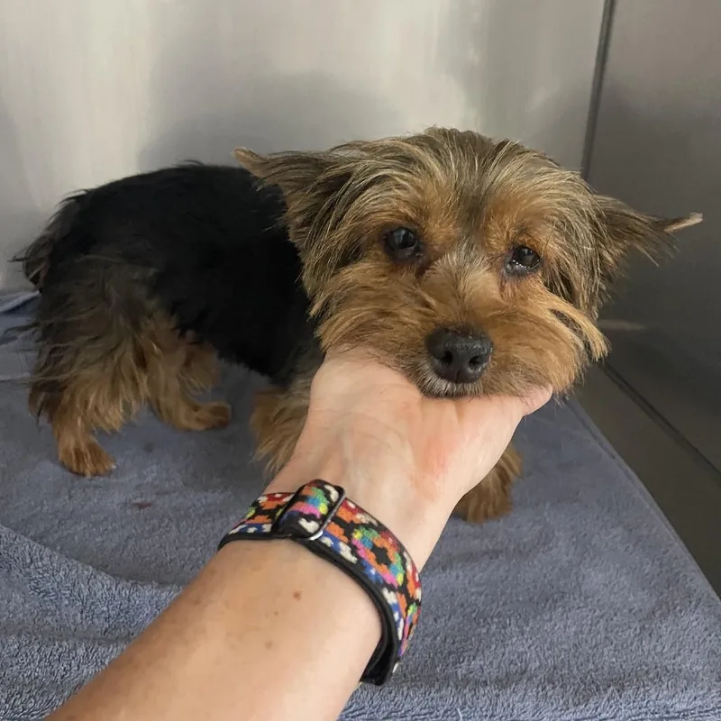 An adult small-sized female Black Yorkshire Terrier dog named Lulu Bell for adoption in Prescott, AZ