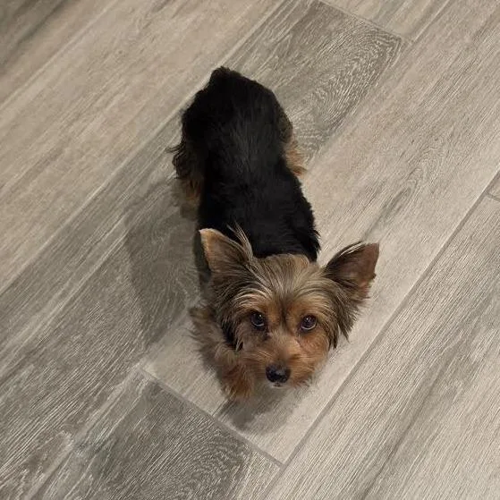 Lulu Bell thumbnail 3