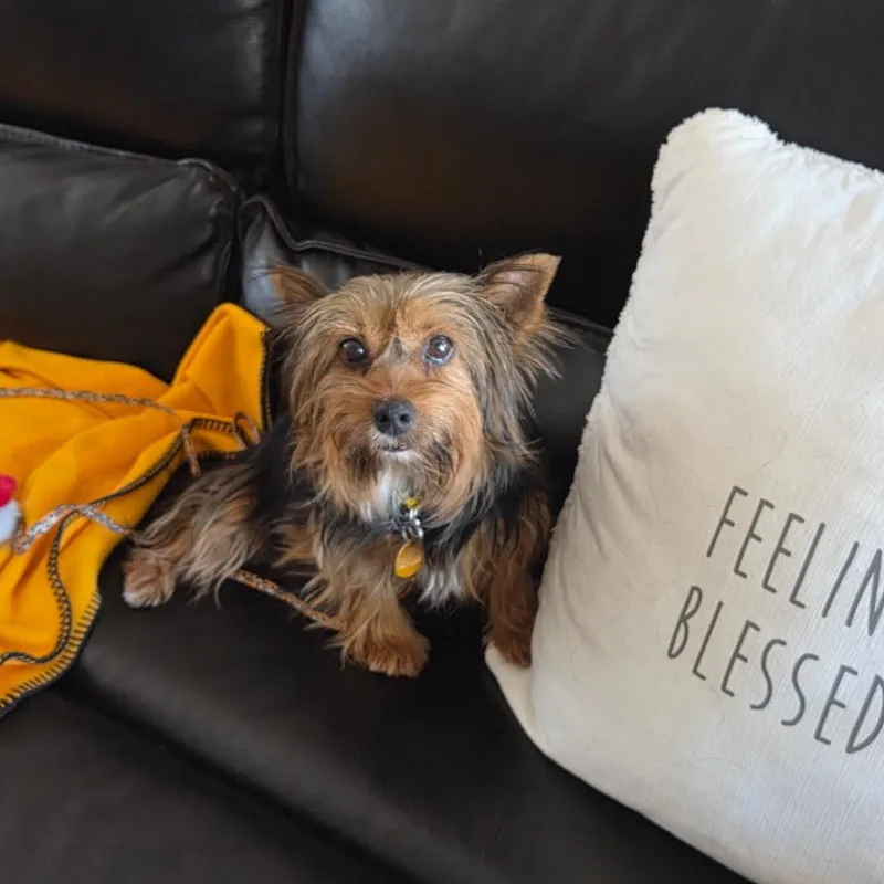 Lulu Bell thumbnail 6