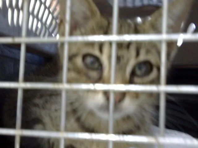 A baby small-sized female Domestic Short Hair cat named Super for adoption in Naples, FL