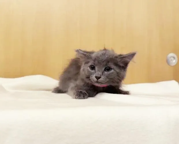 Raspberry
