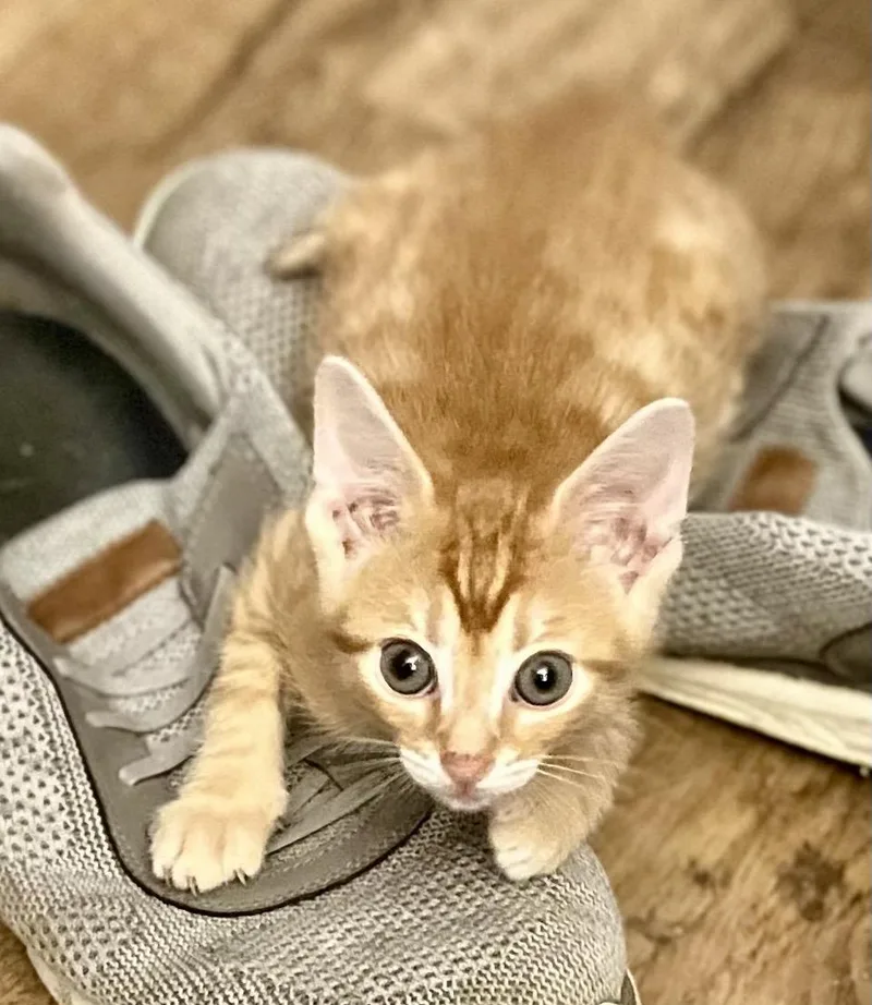 A baby small-sized male Tabby (Orange / Red) Domestic Short Hair cat named Breadstick for adoption in Indianapolis, IN
