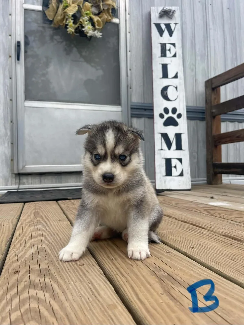 A baby medium-sized male Gray / Blue / Silver Husky dog named Beetlejuice for adoption in Partlow, VA