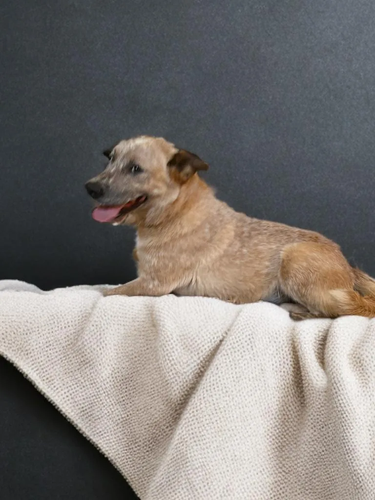 An adult medium-sized female Apricot / Beige Australian Cattle Dog / Blue Heeler dog named Sandy for adoption in Sumter, SC