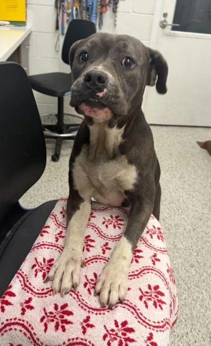 An adult large-sized female Gray / Blue / Silver Pit Bull Terrier dog named Parakeet for adoption in Kansas City, MO