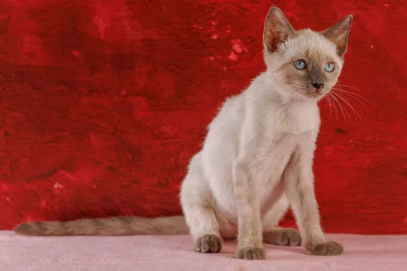 A baby medium-sized female Buff / Tan / Fawn Siamese cat named Tawney for adoption in St. Cloud, FL
