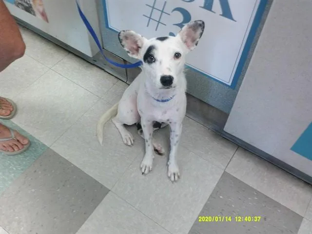 A young small-sized female Terrier dog named A for adoption in Oklahoma City, OK