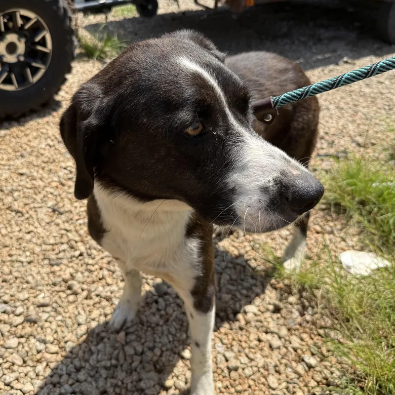 An adult medium-sized male Black Mixed Breed dog named Duke for adoption in Columbia, SC