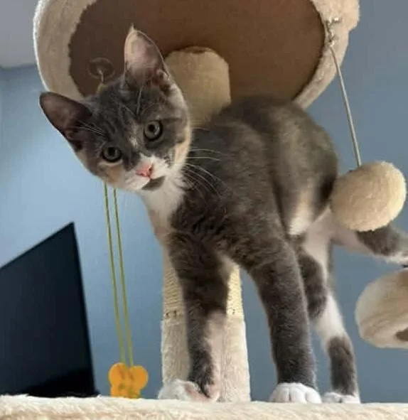 A baby medium-sized female Dilute Calico Domestic Short Hair cat named Tempest for adoption in Breinigsville, PA