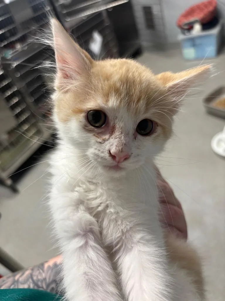 A baby small-sized male Domestic Short Hair cat named Bert for adoption in Bloomington, IN