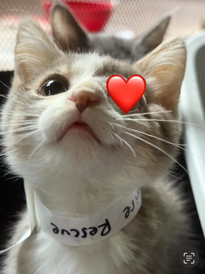 A baby medium-sized male Tabby (Gray / Blue / Silver) Domestic Short Hair cat named Zander for adoption in Oceanside, CA