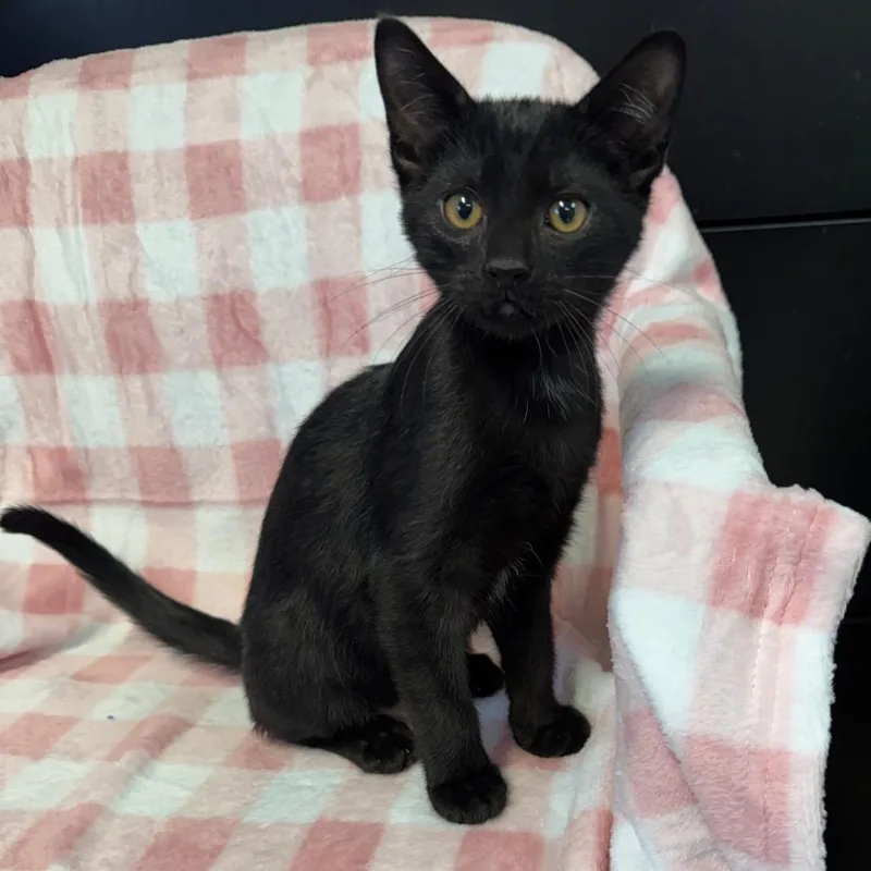 A baby small-sized male Black Domestic Short Hair cat named Woodstock for adoption in Kittanning, PA