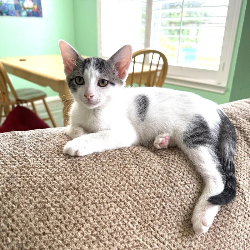 A baby medium-sized male Domestic Short Hair cat named Palooza for adoption in Rosenberg, TX
