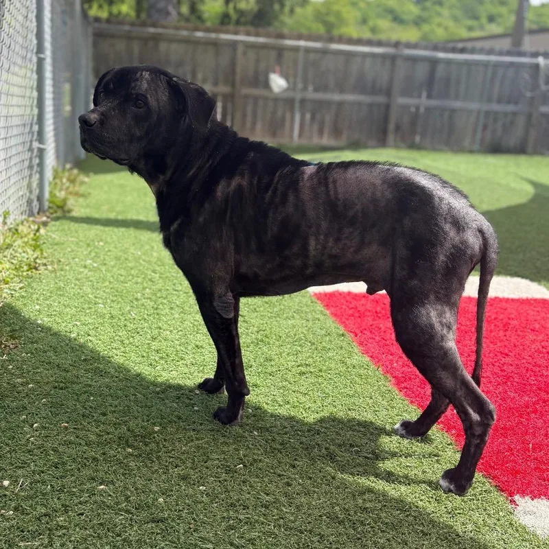 An adult large-sized male Black Mixed Breed dog named Dexter for adoption in Batavia, OH
