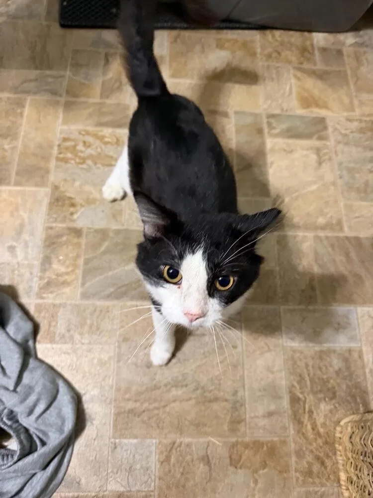 An adult small-sized male Black & White / Tuxedo Domestic Short Hair cat named Bowser for adoption in Linton, IN