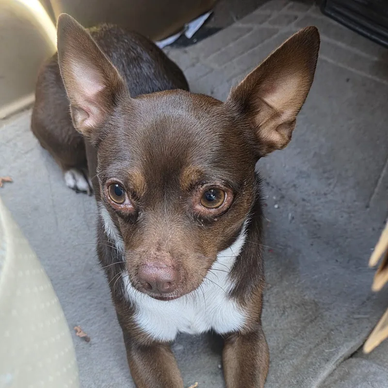 Hazel