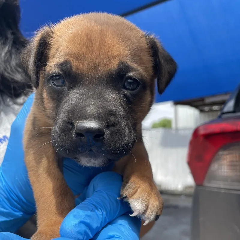 A baby small-sized male Red / Chestnut / Orange Pit Bull Terrier dog named Manny for adoption in Edinburg, TX