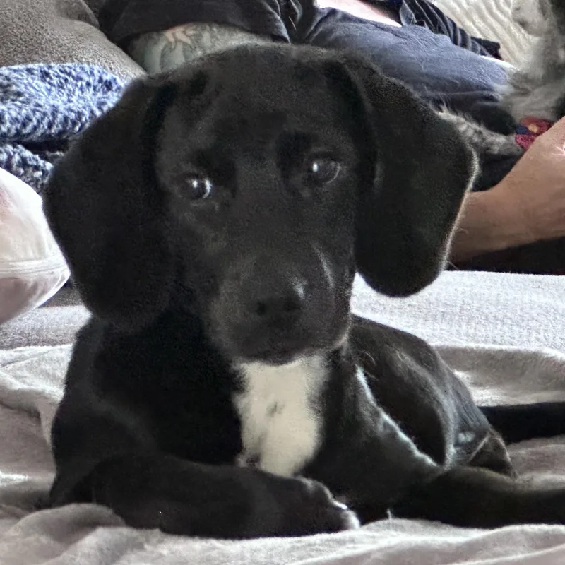 A baby medium-sized female Hound dog named Jenna for adoption in Richmond, VA