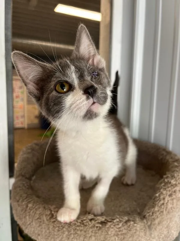 A baby medium-sized male Domestic Short Hair cat named Pirate for adoption in Pierceton, IN