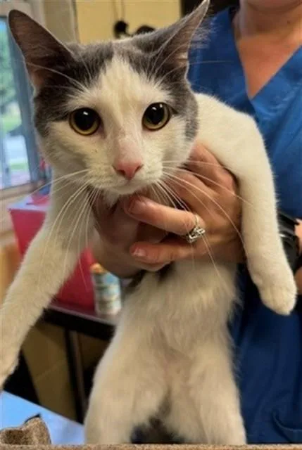 A young medium-sized male Domestic Short Hair cat named Milkyway for adoption in Cookeville, TN